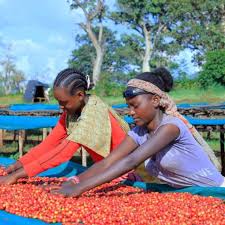 Women Empowerment in Coffee
