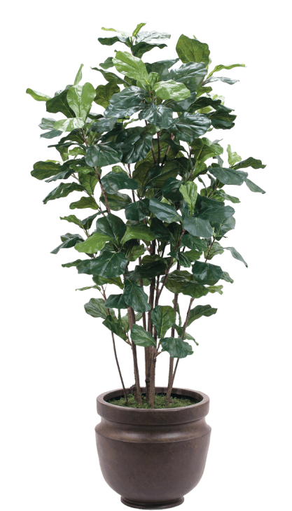 Ethiopian Coffee Map